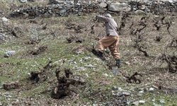 Bir yanda karla mücadele, diğer yanda budama çalışmaları sürüyor