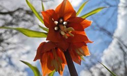 Bitlis'te açan ters laleler görsel şölen sunuyor