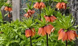 Bitlis'te açan ters laleler ziyaretçilerin ilgi odağı oldu