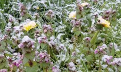 Bolu'da baharda açan çiçekler beyaza büründü