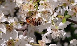 Bolu'da baharın gelmesiyle arılar harekete geçti