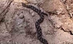 Bolu'da odun yığınları arasında nesli tehlike altında olan zehirli yılan görüntülendi