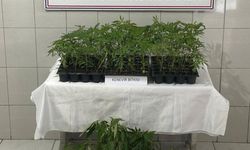 Bozdoğan'da 174 kök kenevir ele geçirildi