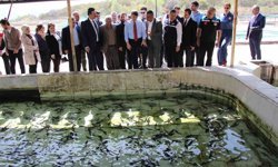 Bu balığın havyarı 'siyah inci': Karadeniz'e 8 bin adet dağıtılacak, çiple takip edilecek