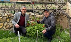 Bu laleleri gözleri gibi koruyorlar