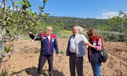 Buharkent'te ilek bahçeleri kontrol edildi