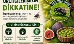 Buharkent'te incir üreticilerine siyah sinek uyarısı