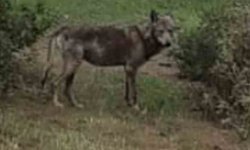 Buldan'da kurt bir kez daha görüldü