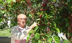 Burhaniye'de baharın ilk meyveleri dutlar kendini gösterdi