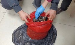 Bursa ve Balıkesir'de eş zamanlı operasyon: Tonlarca midye ele geçirildi