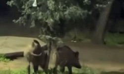 Bursa'da domuzlar piknik alanlarına indi