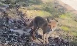 Bursa'da ilginç görüntüler