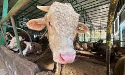 Bursa'da kurban hareketliliği: Tonluk boğayı 400 bin liraya sattı