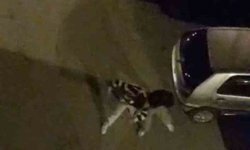 Bursa'da sokak ortasında boks ringlerini aratmayan kavga kamerada