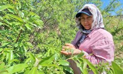 Çağla, üreticisinin yüzünü güldürdü