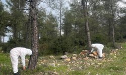 Çamkese böceği ile mücadele devam ediyor