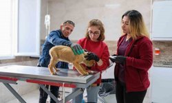 Can dostlar için Menemen'de rekor tedavi sayısına ulaşıldı