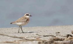 Çanakkale için yeni kuş türü: Büyük Cılıbıt