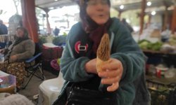 Çanakkale'de dağ köylerinde kuzugöbeği gelir kapısı oldu