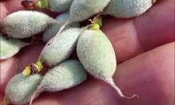 Çermik'te yılın ilk çağla hasadı başladı