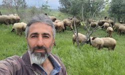 Çeşme sakızı ile Fransız koçunu birleştirdi, verimi katladı