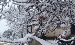 Çiçek açan ağaçlar yağan karla beyaza büründü