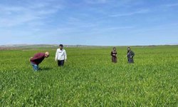 Cizre'de tarlalarda 'süne' mesaisi