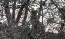 Çorum'da Avrasya vaşağı görüntülendi