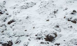 Dağ keçileri Munzur Dağlarına renk katıyor