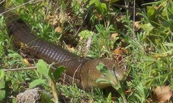Demir yılan Bozkurt'ta ortaya çıktı