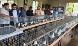 Denizli azman güvercinleri güzellikleriyle mest etti