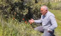 Denizli'de anemon lalesi yetişti