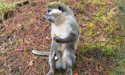 Denizli'deki firari maymunların sırrı çözüldü