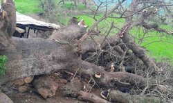 Derecik'te üzerine ağaç devrilen ağıldaki 4 keçi telef oldu