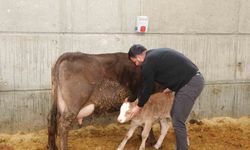 Devlet desteği ile kurduğu akıllı ahır projesiyle verimliliği artırdı