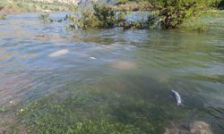 Dicle Nehri'nde balık ölümleri tedirgin etti