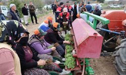 Dinar'da 'Kekik Yetiştiriciliği Projesi' devam ediyor