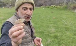 Diyarbakır kırsalında çıkan mantarlar toplanmaya başlandı