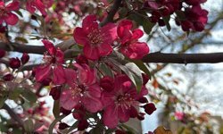 Diyarbakır'da ağaçlar 'kırmızıya' büründü