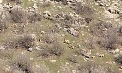 Diyarbakır'da popülasyonları her geçen gün artıyor, kaçak avlayanlara 940 bin lira ceza kesiliyor