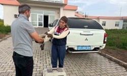 Diyarbakır'da yaralı bulunan şahin tedavi altına alındı