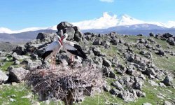 Doğanın uyanışı, Hürmetçi Sazlığı'nda sahneleniyor