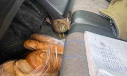 Dörtyol'da yaralı atmaca araca sığındı