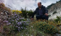 Dünyada sadece Aydın'da yetişen 'Küçük Çan' yok olma tehlikesiyle karşı karşıya