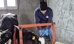 Düzce'de ekipler hayvan sağlığı için sahada