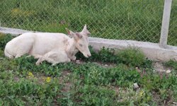 Elazığ'da beyaz alageyik evin bahçesine indi