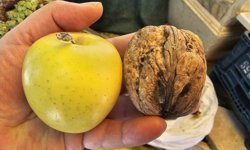 Elazığ'da elma büyüklüğünde cevizler ilgi çekiyor