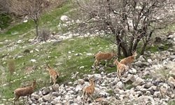Elazığ'ın tarihi mahallesi Harput'ta dağ keçileri görüntülendi