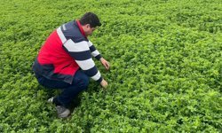 Emet'te yonca üretimine yönelik denetimler devam ediyor