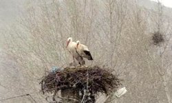 Erken göçen leyleklere kar sürprizi